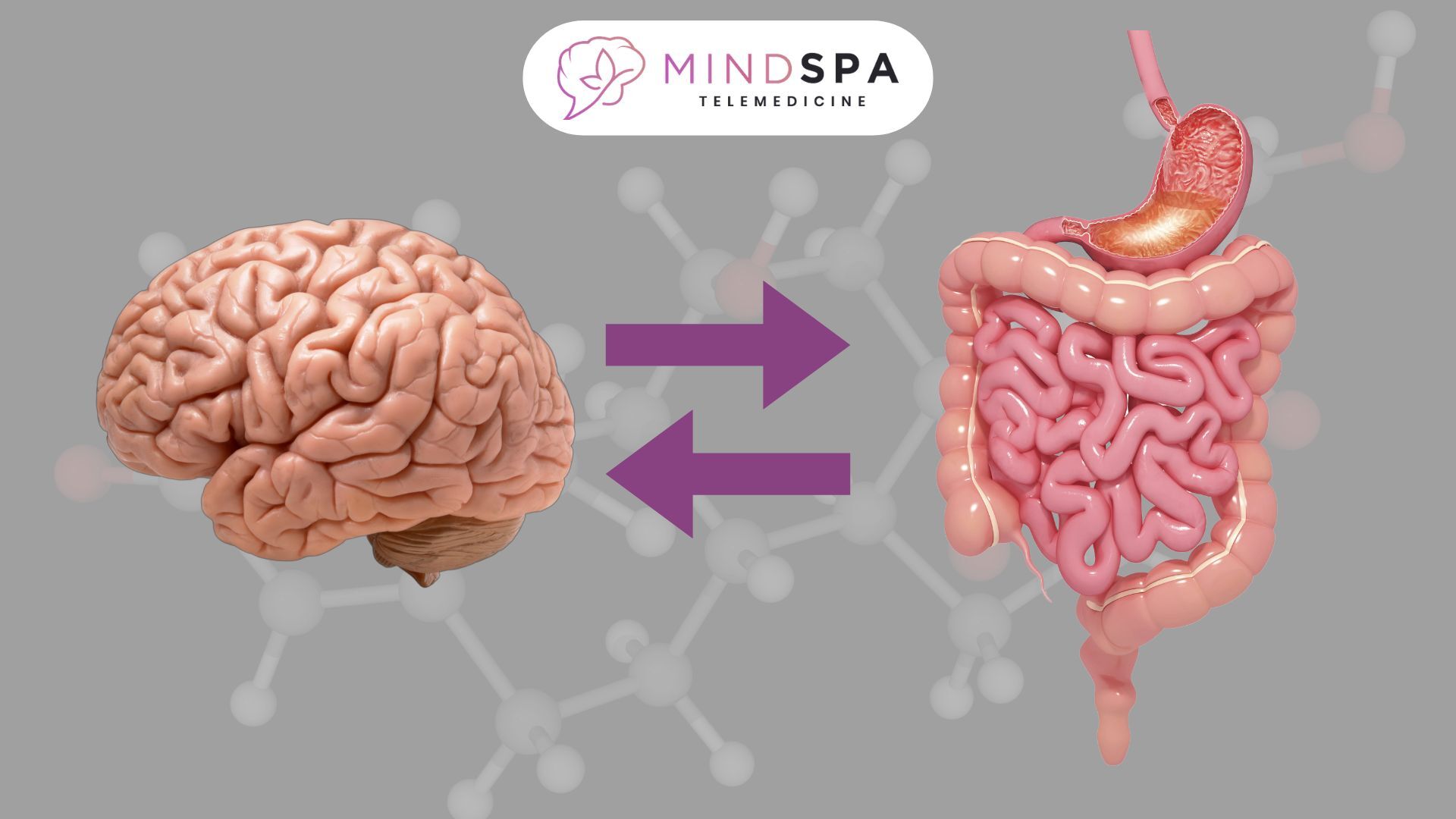 Scientific connection between anxiety and digestion